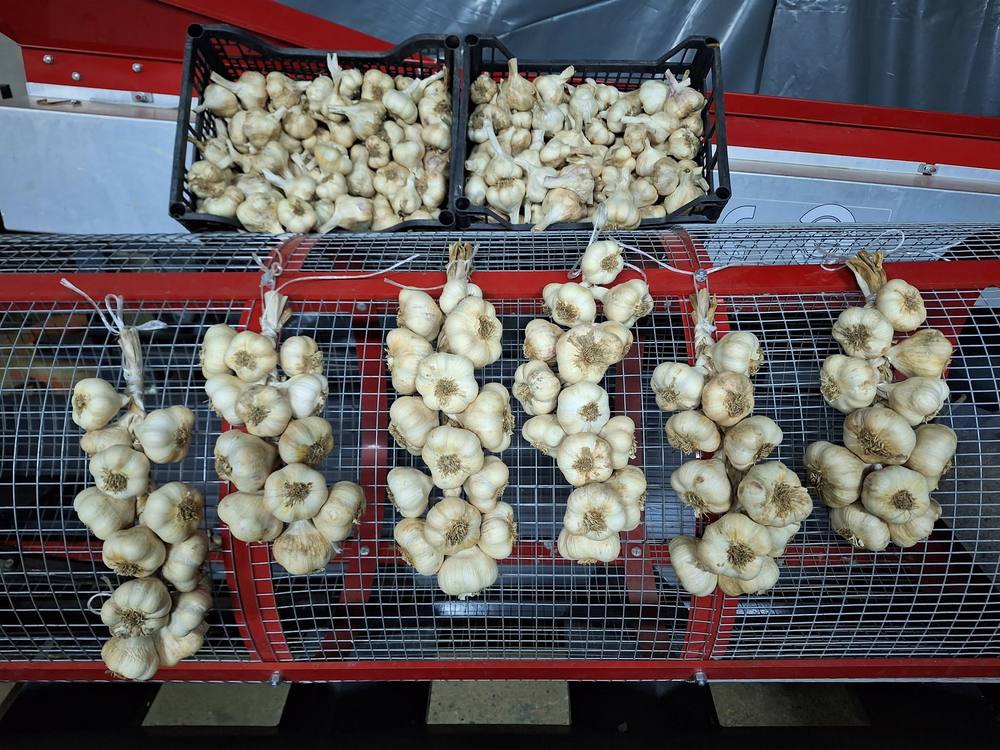 Šopi domačega česna, pripravljeni za sušenje in ročno spletanje